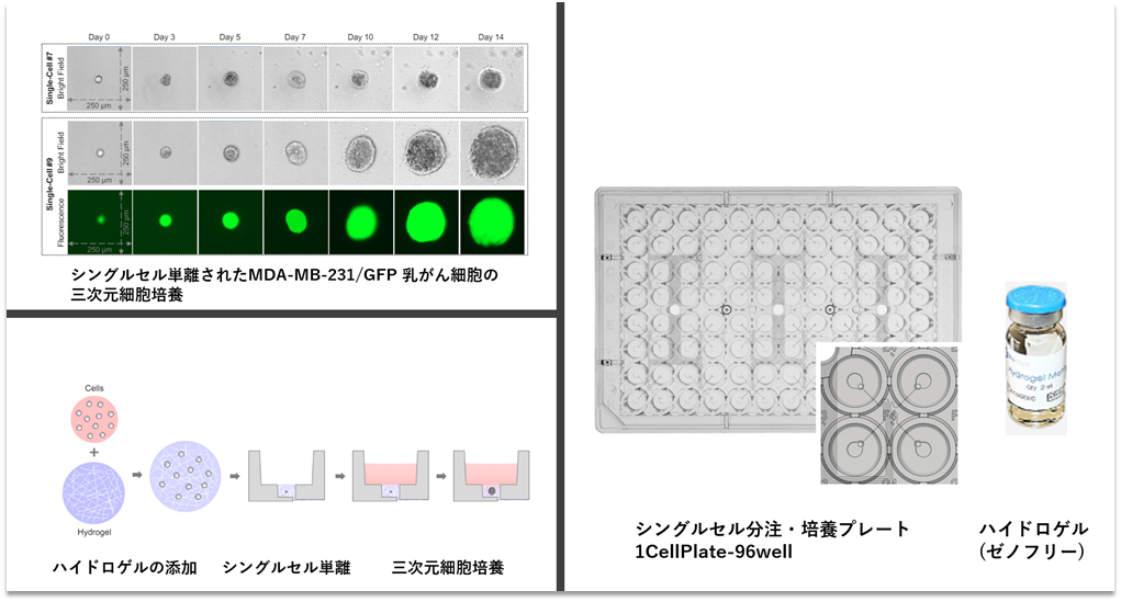 1CellAssay 3D Culture SCSCP シングルセル由来スフェロイド　クローン　スクリーニング